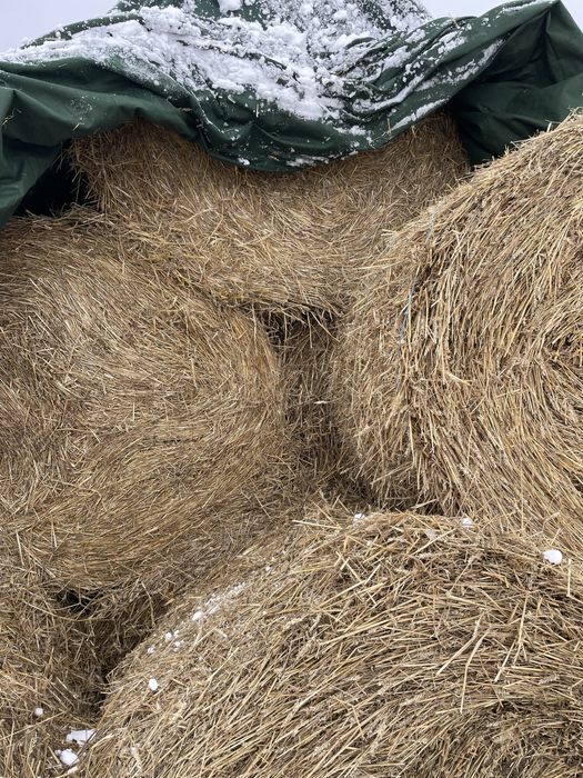 Balotii de paie uscate si fara mucegai