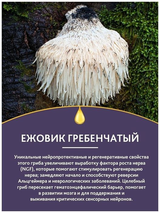 Ежовик гребенчатый