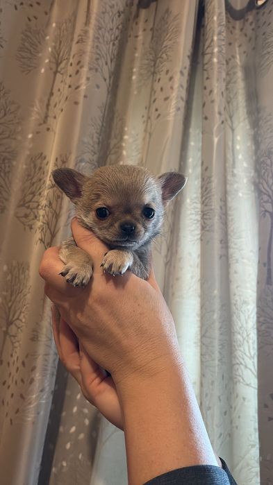 Чихуахуа кучета 2