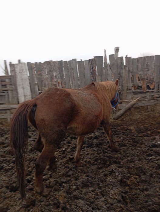 Продам кабылу 730000