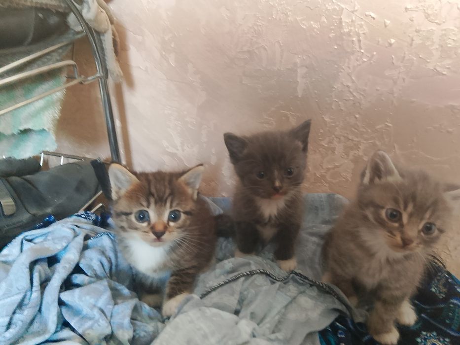Отдам котят в хорошие руки