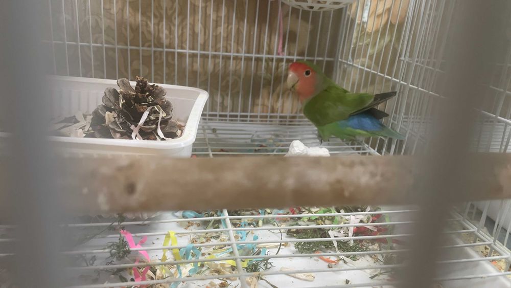 Продам неразлучника