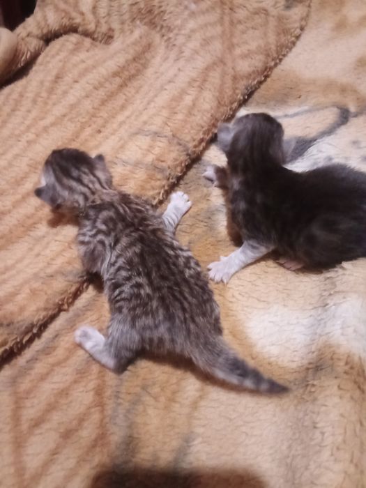 Продам котят чистокровные