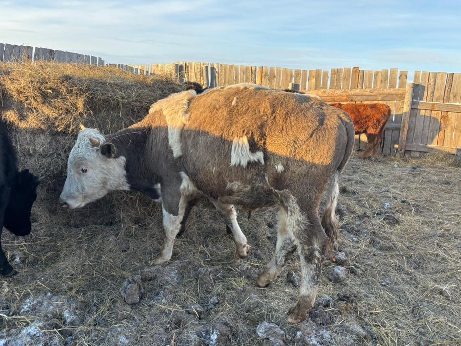 Продается 10 голов бычки