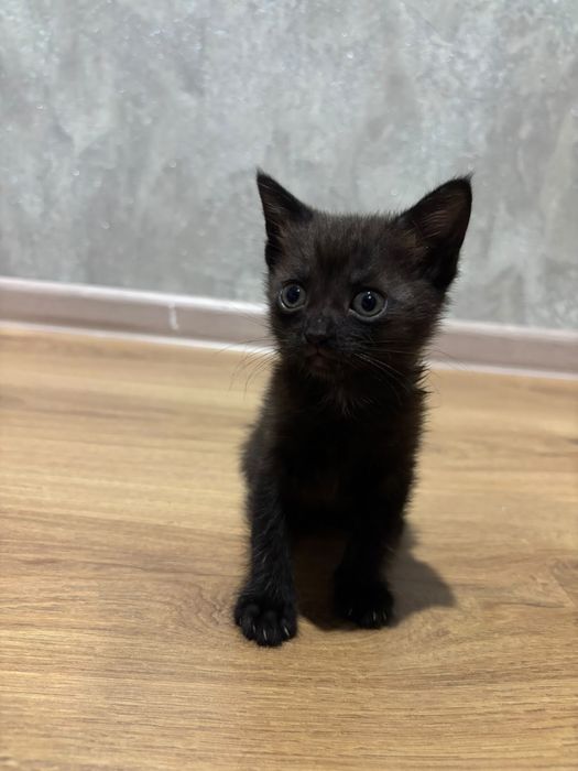 Отдам котеночка девочку в добрые руки