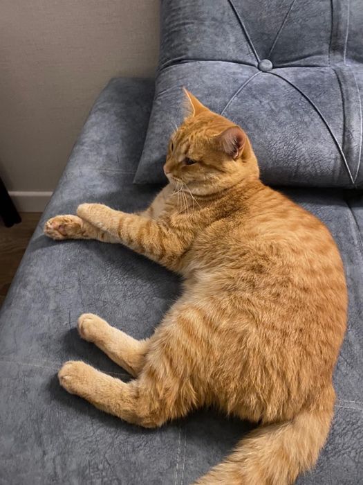 Отдам кота в хорошие руки