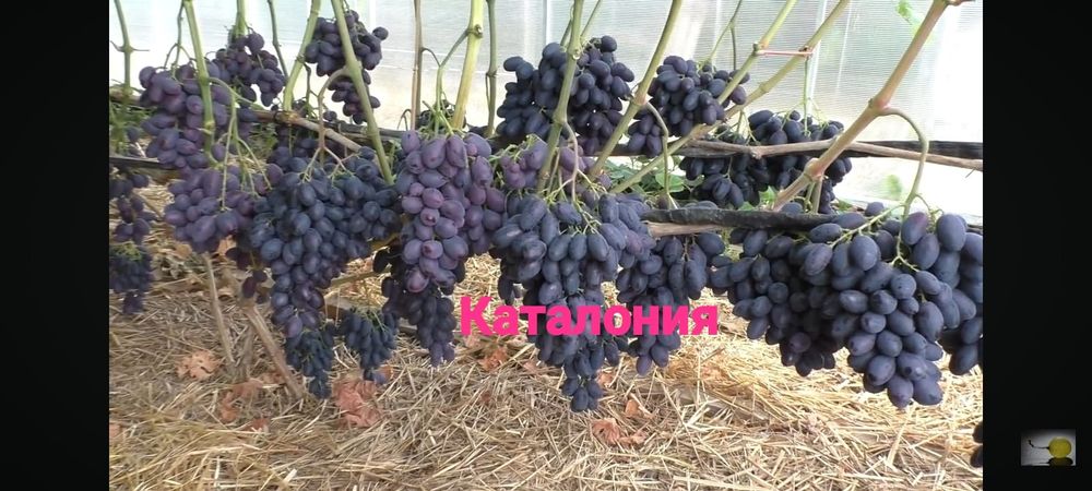 Виноград разных сортов