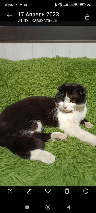 Помогите найти любимца