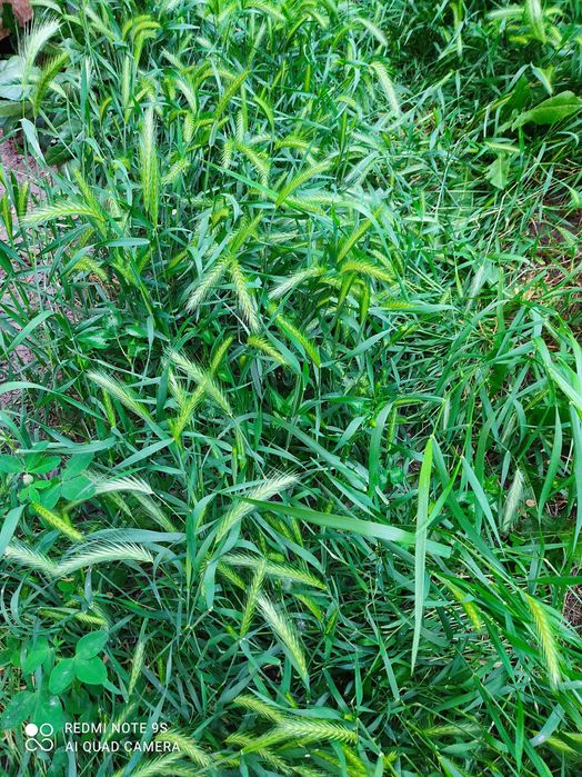 Ландыши, лилейники