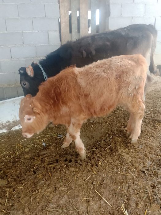 Бұзаулар сатылады