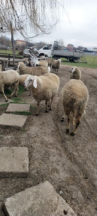 Ovine de vanzare