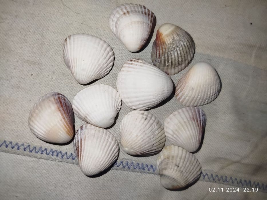 Ракушки натуральные