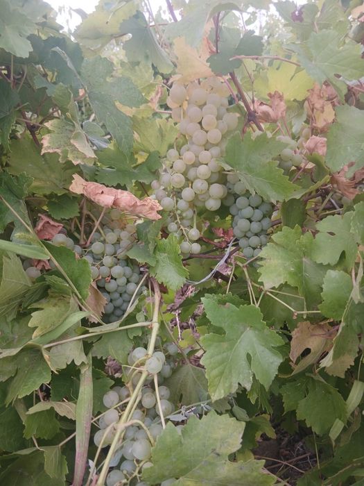 Vand struguri de vin
