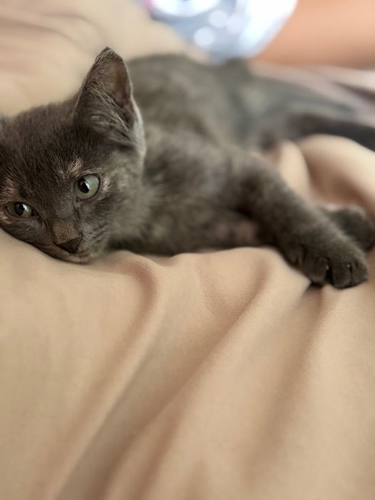 Отдам в хорошие руки котенка девочку