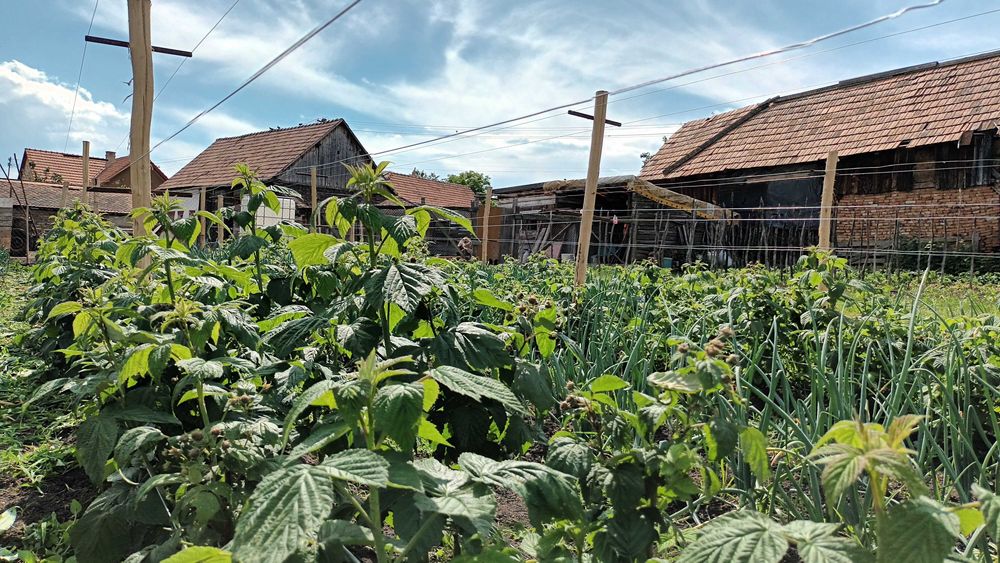 Butași zmeura polka