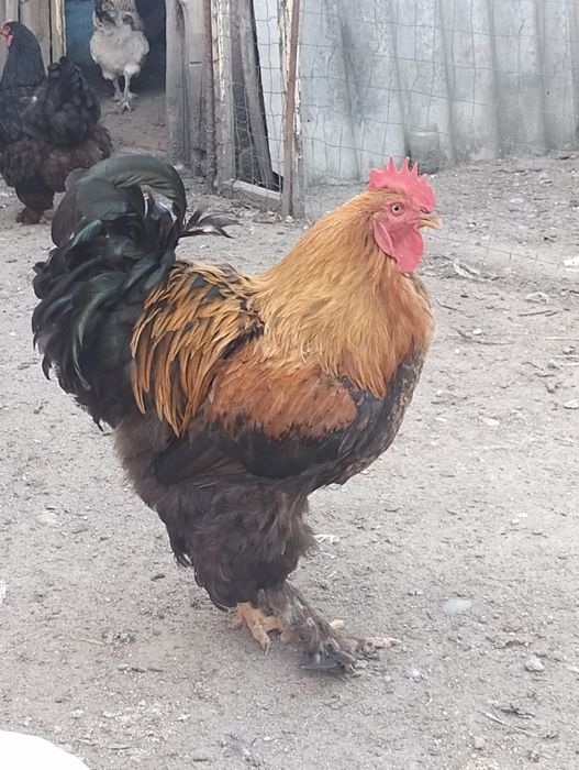 Cocoși metis brahma talie mare