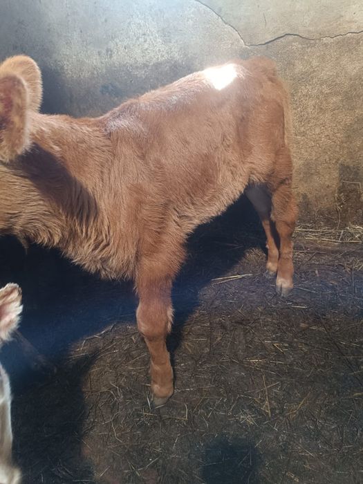 Продаю теленка бычок