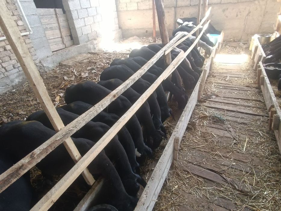 Qoylar sotiladi eng arzon narhlarda