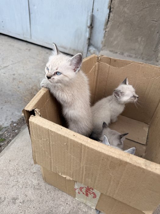 Котята в добрые руки