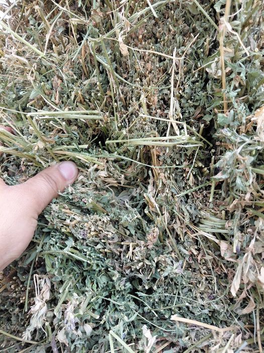 Baloti de lucerna