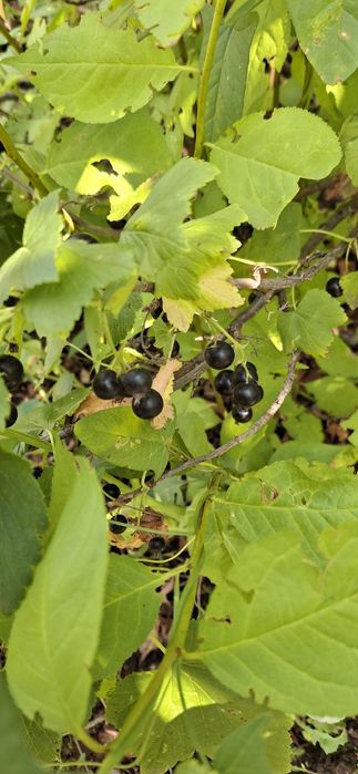 Дача. 6 соток. Краснопартизанское