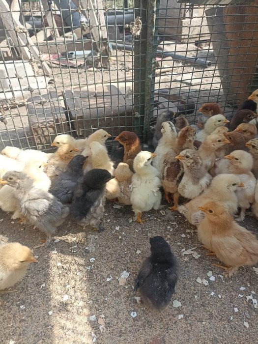 Vând puișiori de curte