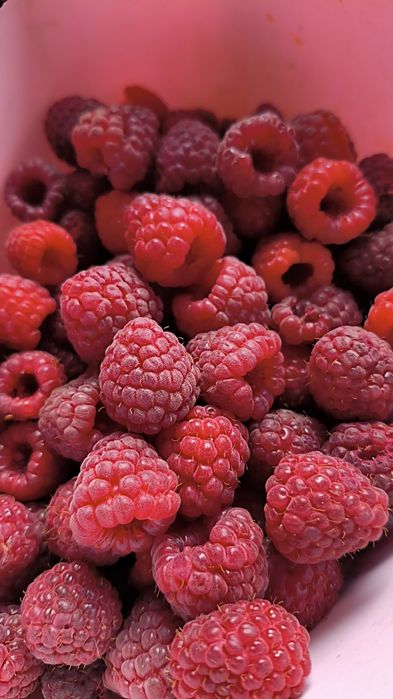 Продам малину дачную. Крупная