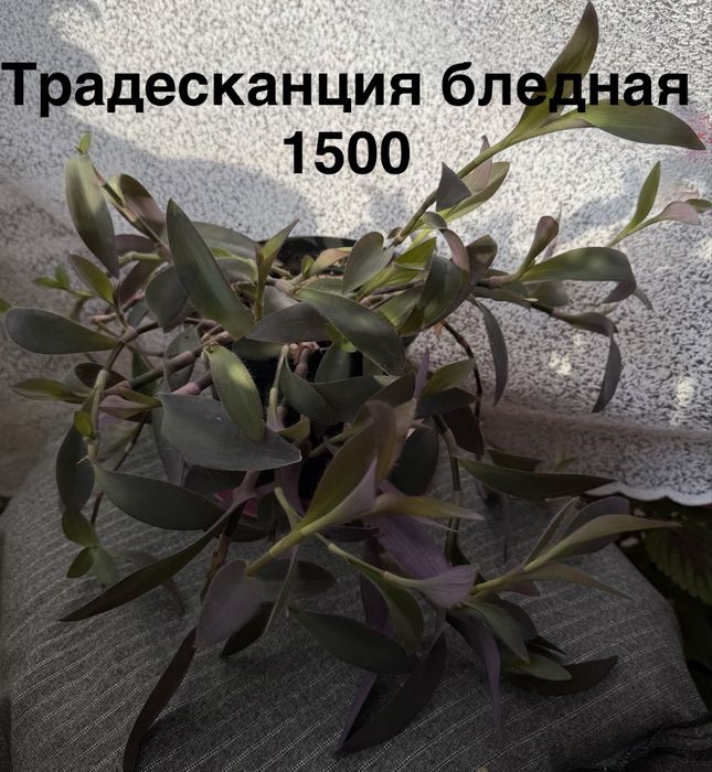 Комнатные цветы.