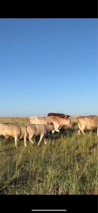 Аулиеколь коровы / Әулиекөл сиырлар