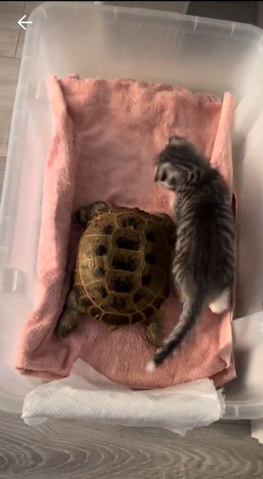 Черепаха  сухопутная