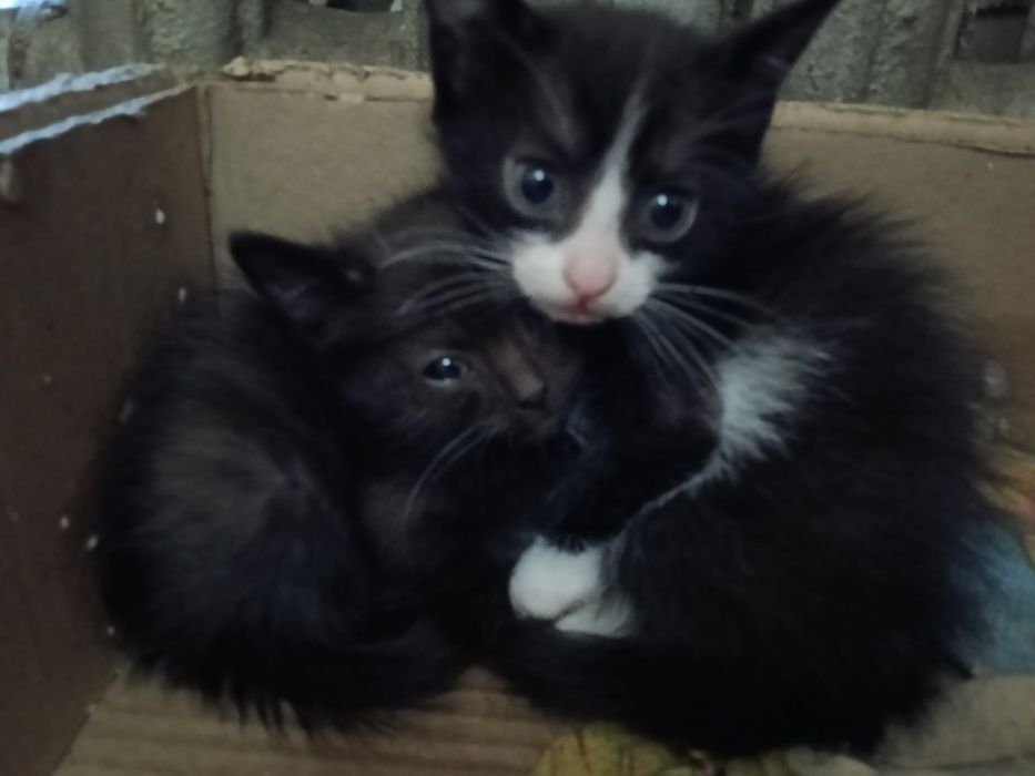 Отдам котят , разного возраста.