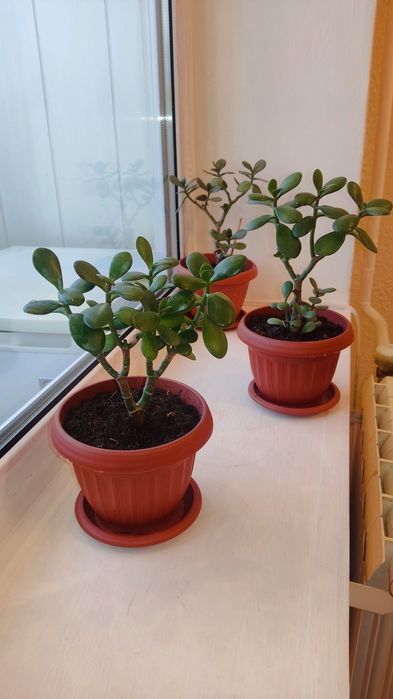 Продам комнатные растения