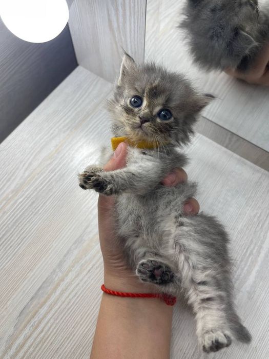 Mushukchalar Sotiladi