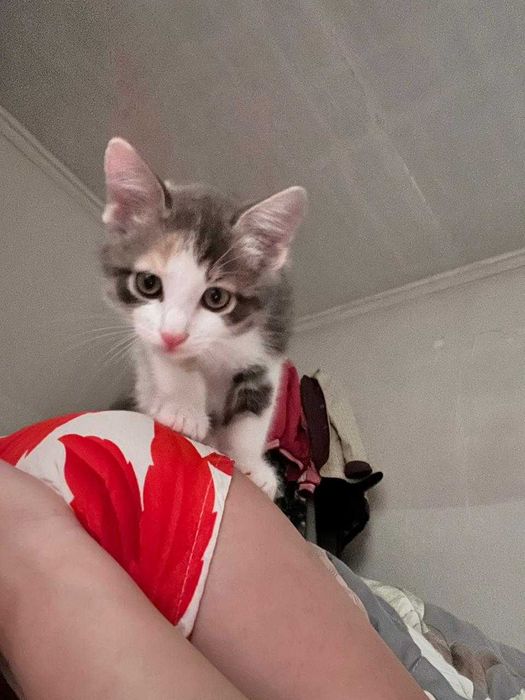 Отдам котенка девочку в добрые руки