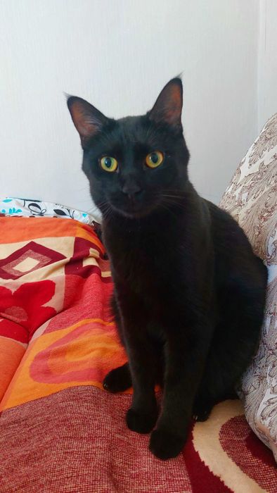 Потерялся чёрный кот !