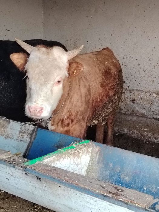 Buqa sotiladi sog'lom xo'ron uyni moli