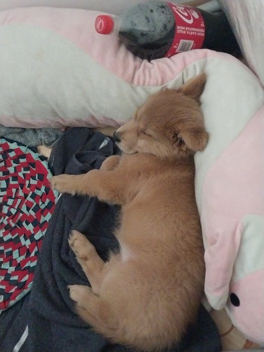 Отдаём 2-х месячного щенка девочку