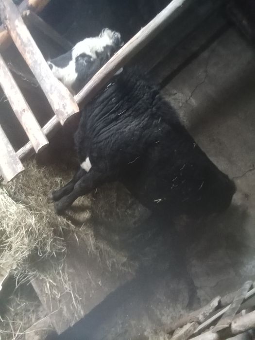 Продам бычков с откорма 3500 за кг