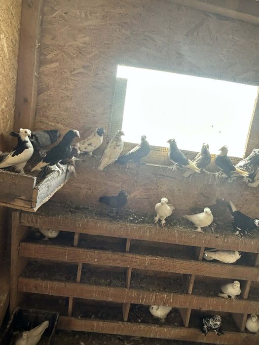 Jucători de Botoșani