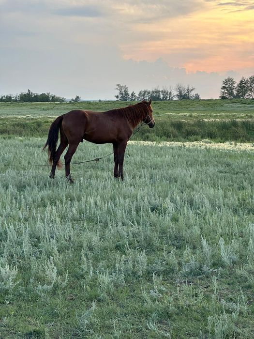 Продам лошадей, баранов