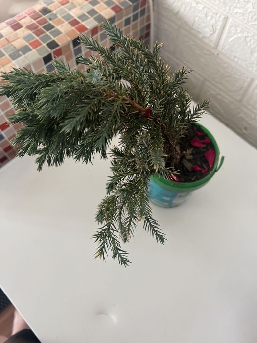 Мажжевельник стелющийся