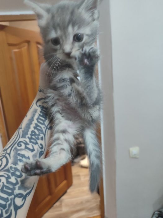 Отдам котят в добрые руки