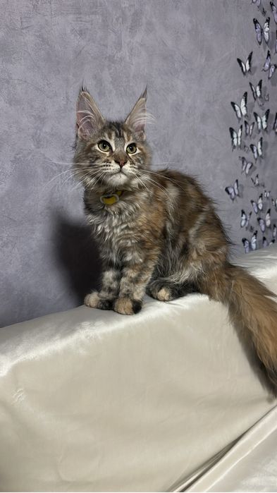 Мейнкун полидакт девочка!