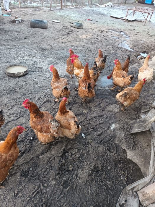 Gaini de tara foarte bune