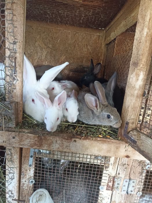 Vând iepuri hycole francez