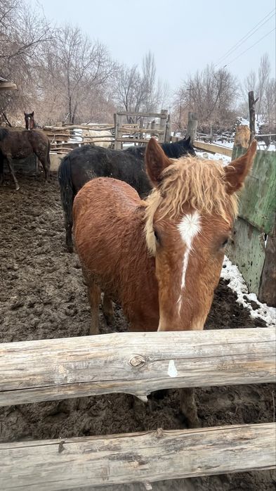 Байтал 3 бас құнан 2 бас  сатылады   Шелекте