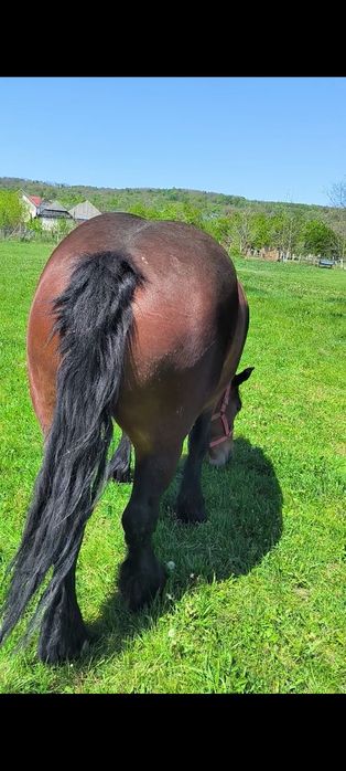 De vânzare iapă de cinci ani