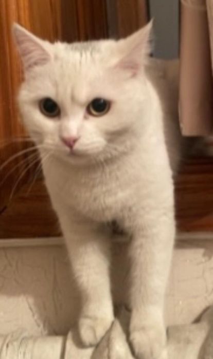 Отдам домашнюю кошку