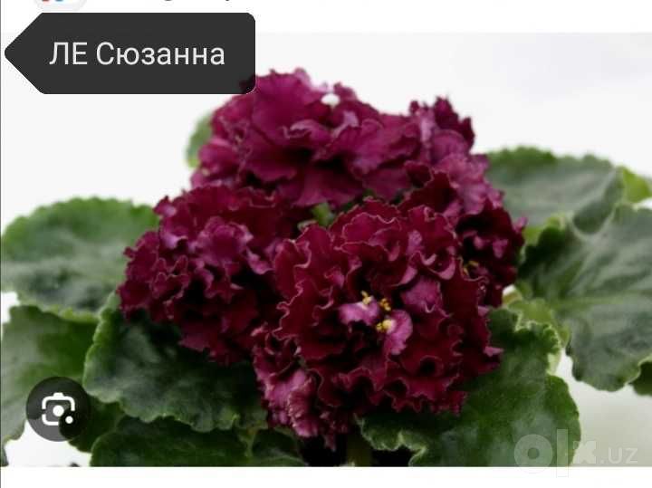 Продаются детки сортовых фиалок