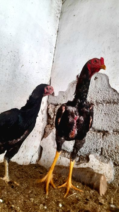 Turli teshiklarda katta xorozlar